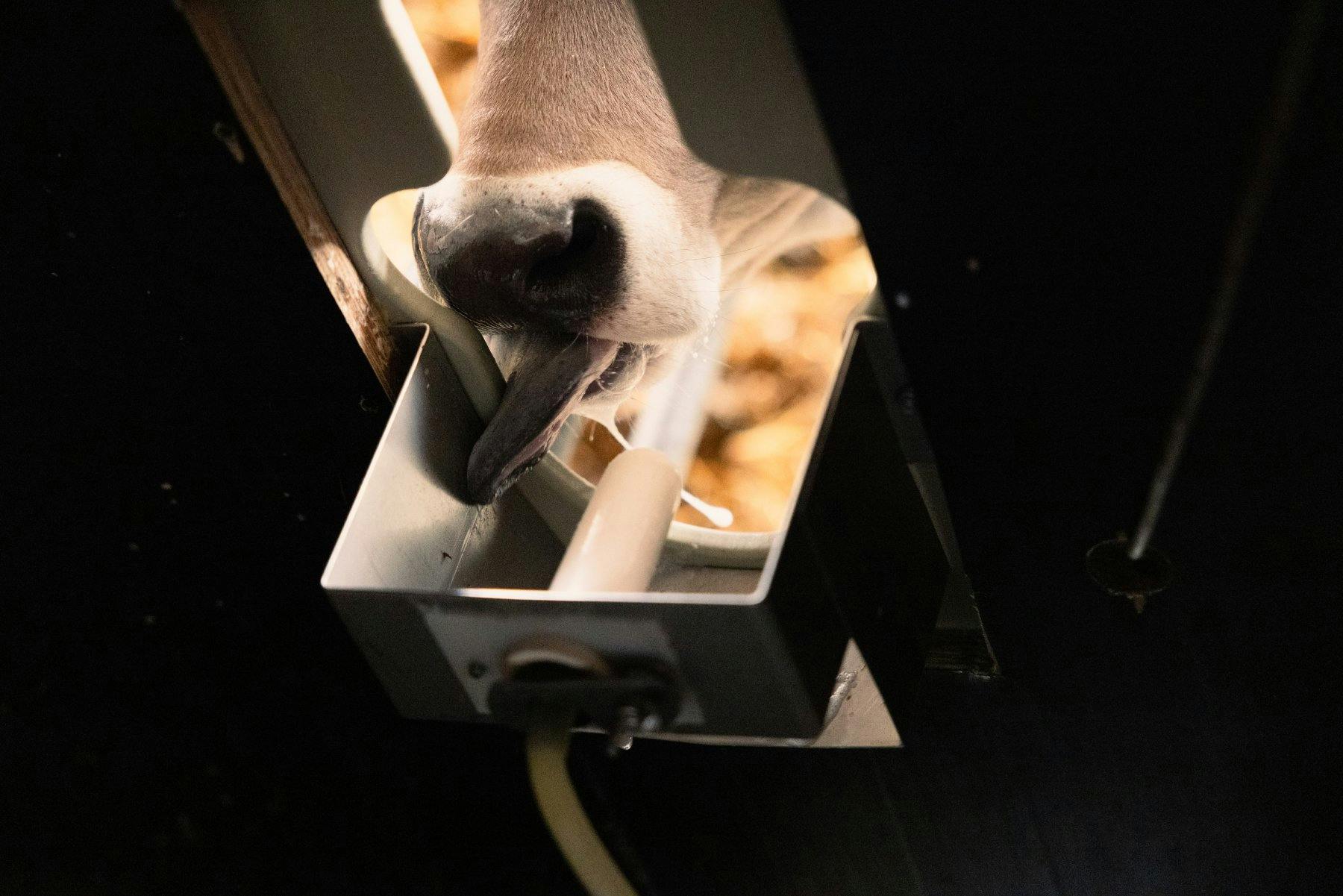 Auf das Alter abgestimmte Fütterung: Jedes Kalb hat ein Halsband, das dem Automaten anzeigt, welches Tier trinken will. Für das gesunde Wachstum sind...