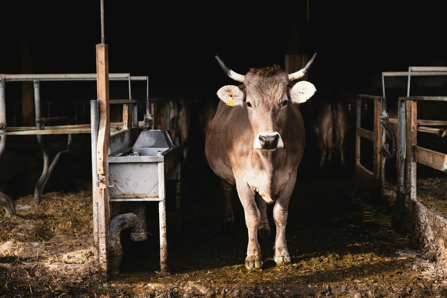 Eine robuste Rasse, die gleichzeitig für die Produktion von Milch und Fleisch geeignet ist.