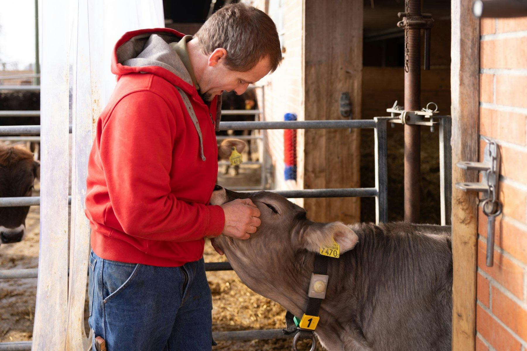 Glückliche Kälber für hochwertiges Fleisch: Das Tierwohl hat für den Bauern oberste Priorität.
