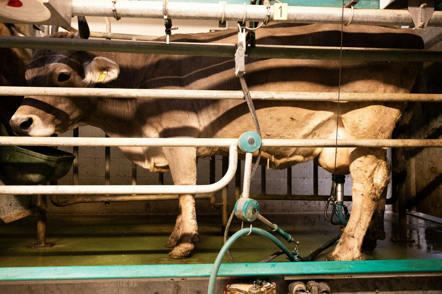 Die Kühe kennen den Ablauf: Frühmorgens und am Abend werden sie gemolken.