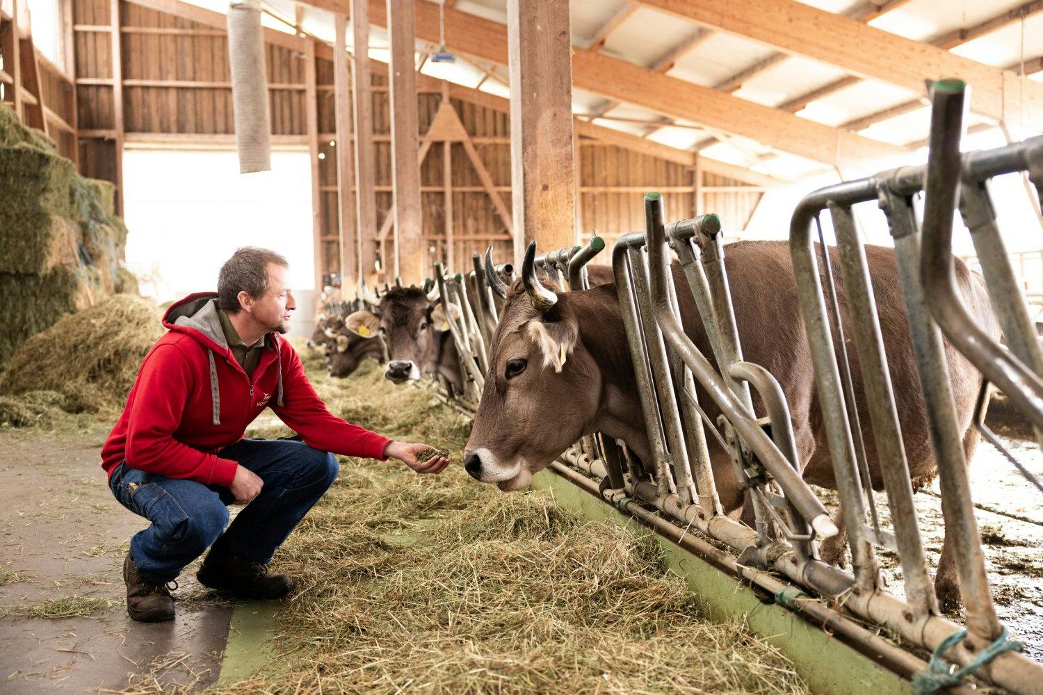 Fressen nach Bedarf: Im offenen Laufstall hat es genug Platz für die Hornkühe, um sich selbständig zu versorgen.
