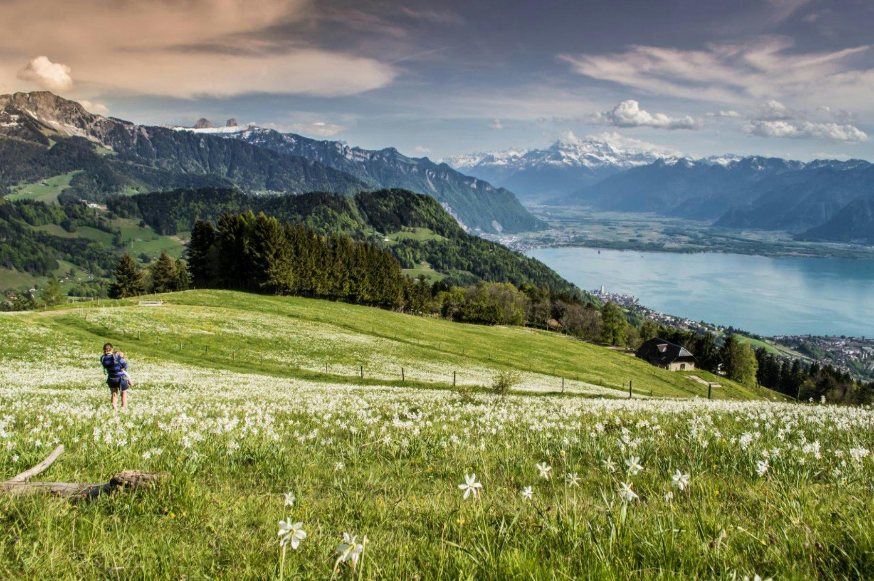 Pour celles et ceux qui préfèrent marcher, la randonnée de deux heures entre Blonay et Les Pléiades traverse des forêts pittoresques et des prairies d...