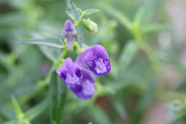 Die Power steckt in den Wurzelextrakten, die besonders reich an wertvollen Inhaltsstoffen sind. Das wird auch durch die moderne Wissenschaft bestätigt. Die Power steckt in den Wurzelextrakten, die besonders reich an wertvollen Inhaltsstoffen sind. Das wird auch durch die moderne Wissenschaft bestätigt.