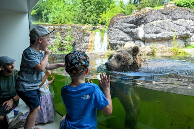 Gli orsi del Parco naturale e faunistico di Goldau.
