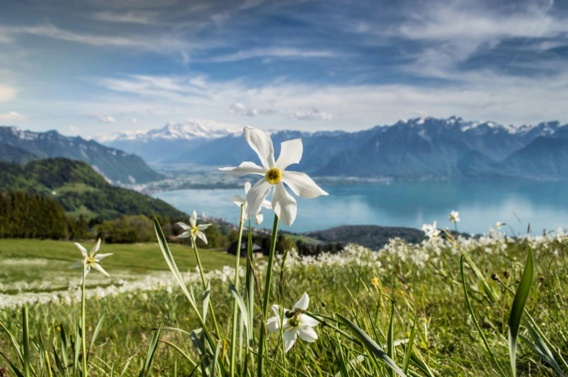 Zugfahrt von Lausanne nach Vevey: Die Zugstrecke entlang des Genfersees ist ein Highlight für sich. Besonders schön ist die Aussicht, wenn du auf der...