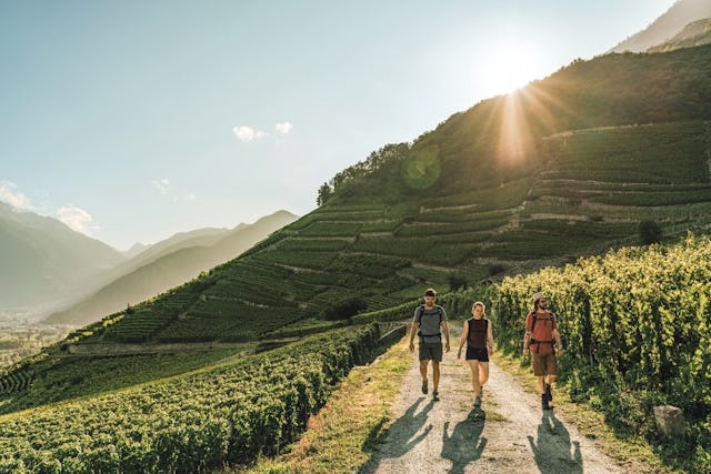 La première étape du Chemin du Vignoble part des environs de Martigny et te mène jusqu’à Saillon, à travers les vignobles en terrasses.