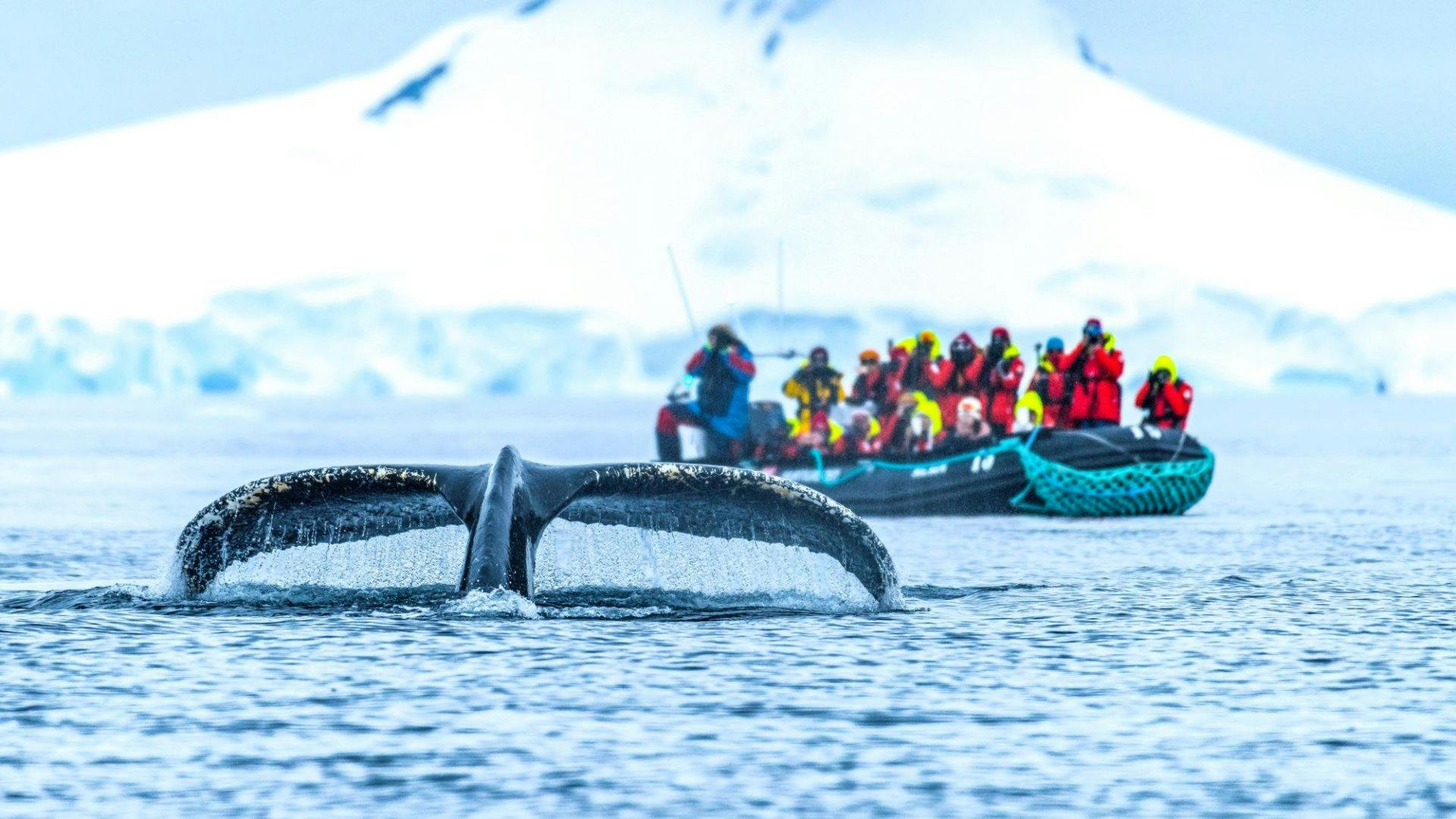 Mit den Zodiacs gelangen Sie hautnah an entlegene Küsten und beeindruckende Naturkulissen.