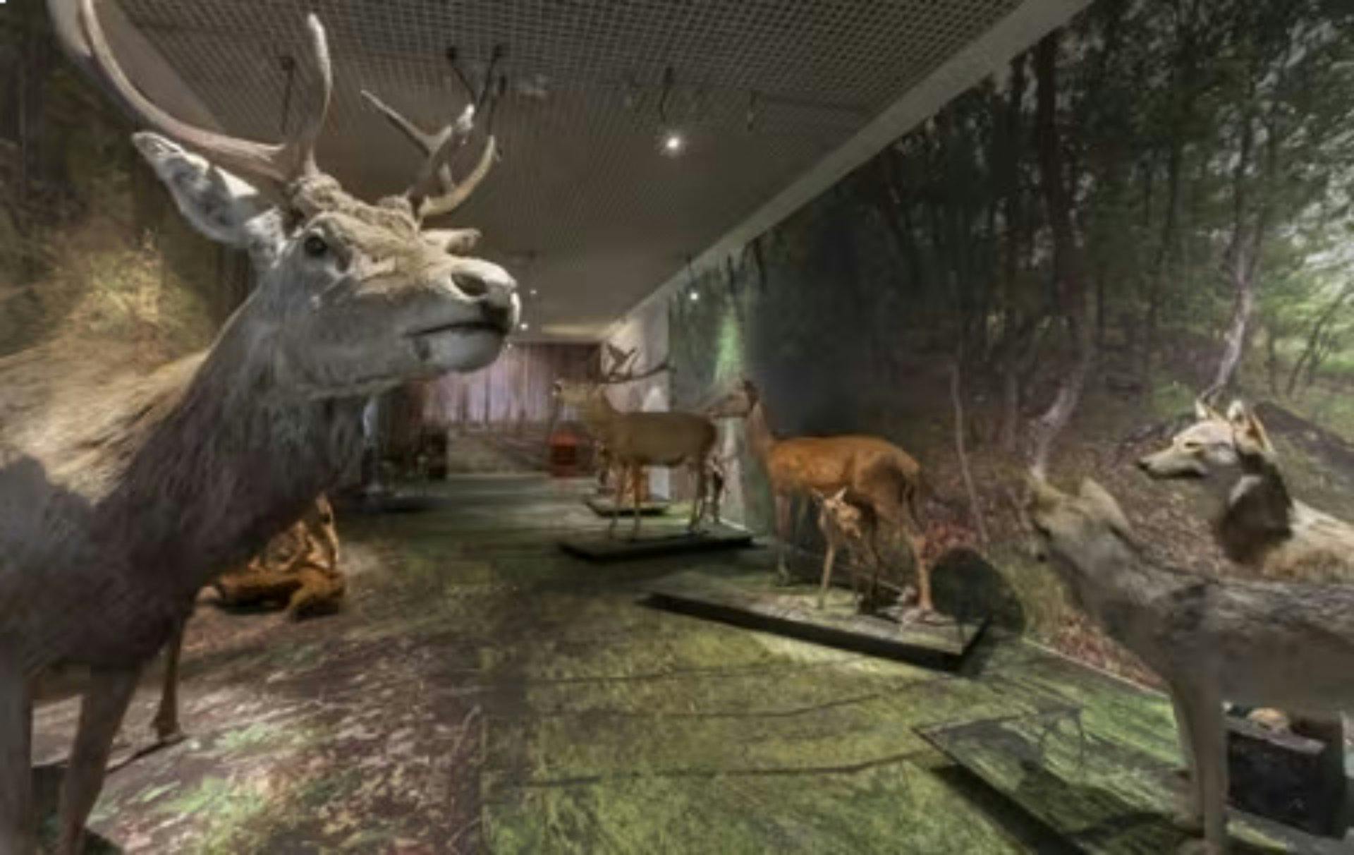 Naturmuseum Wallis: Mit interaktiven Ausstellungen zeigt das Museum, wie sich Mensch und Natur im Wallis über Jahrtausende entwickelt haben. Ideal für...