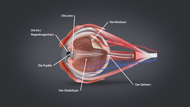 Die natürliche Linse verliert im Alter an Elastizität und kann sich deshalb weniger gut auf nahe Entfernungen einstellen.