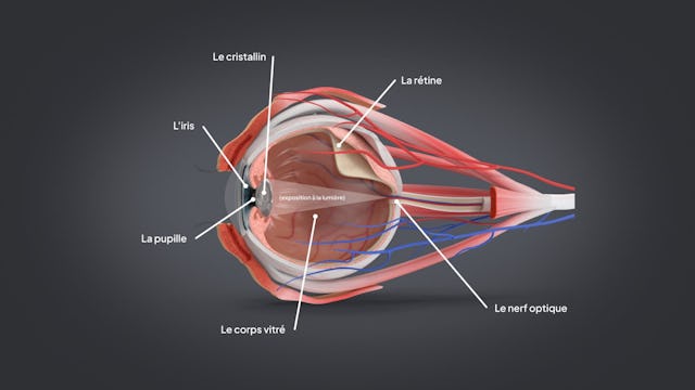 Avec l’âge, le cristallin perd de son élasticité et s’adapte donc moins bien à la vision de près.