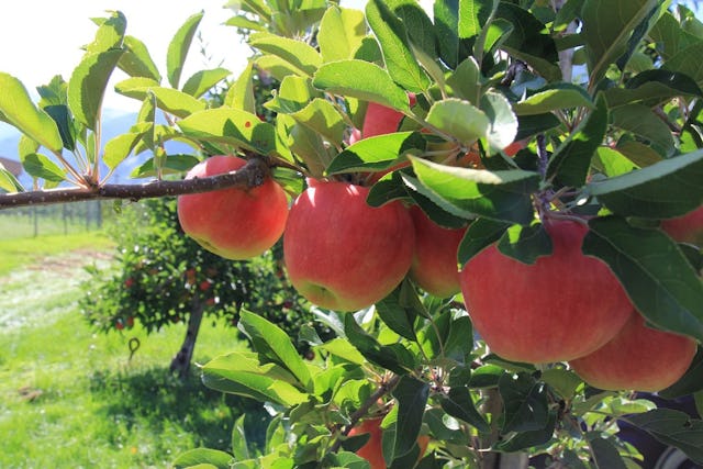 Alte Obst- und Gemüsesorten sind auch heute noch beliebt – kein Wunder. Alte Apfelsorten sind besser für Allergiker geeignet und dazu oftmals besonders robust und lecker.