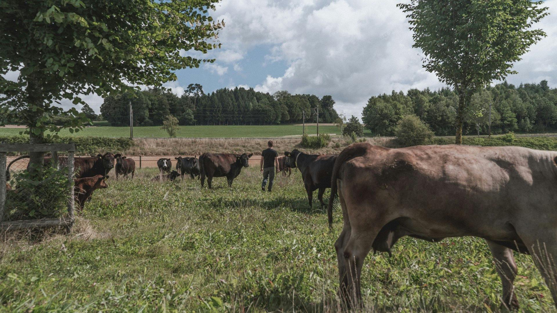 En été dans les pâturages, en hiver dans l’étable – élevés dans le respect de leur espèce tout au long de l’année.