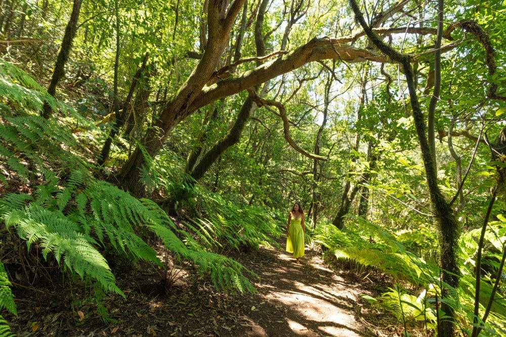 Arpentez les sentiers de la réserve naturelle d'Anaga et admirez sa flore luxuriante.