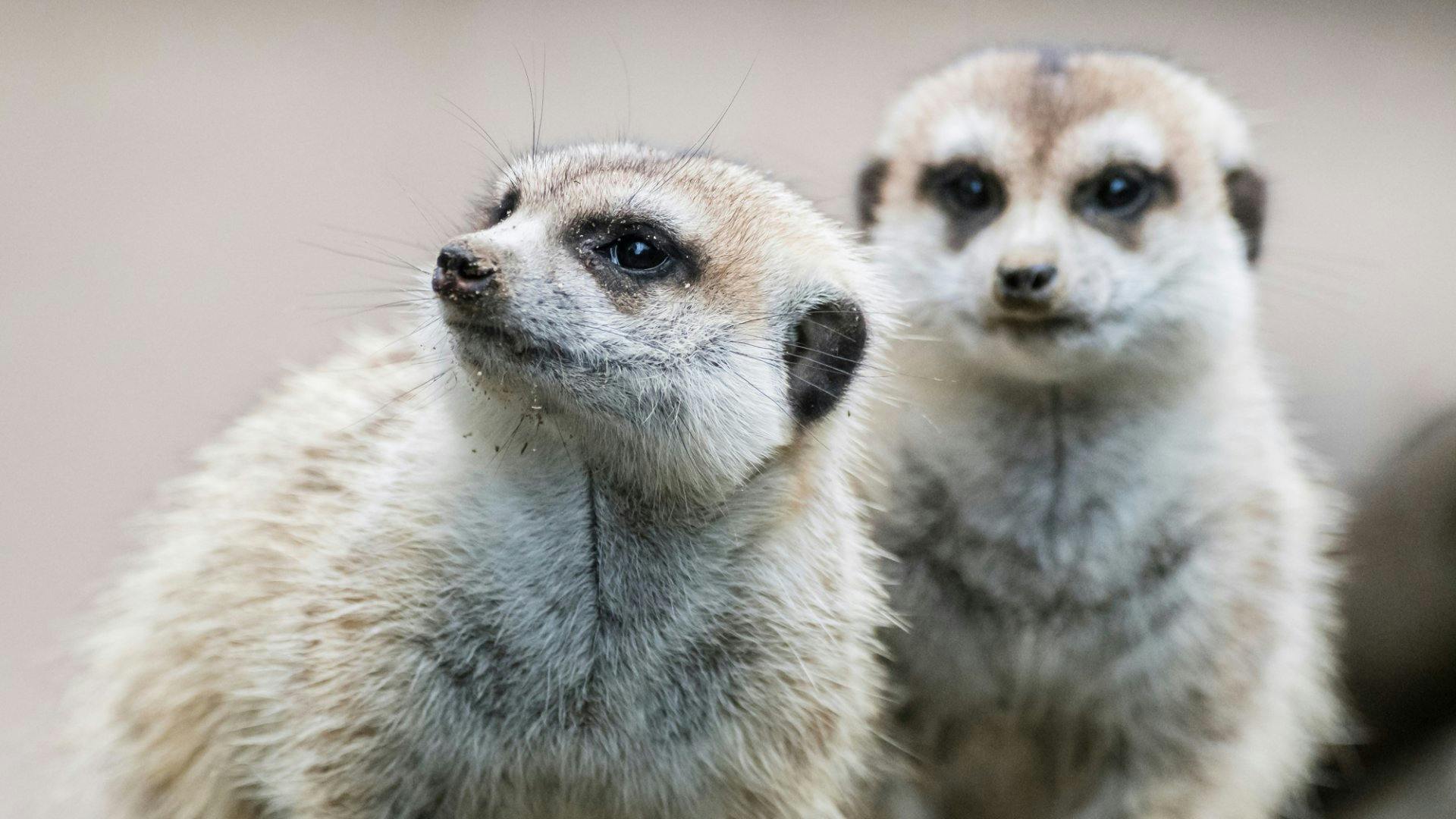 Zoo, Basel: Der Ausgangspunkt Basel ist immer eine Reise wert. Wie wäre es zum Beispiel mal wieder mit einem Besuch im Zolli? In dieser Oase mitten in...