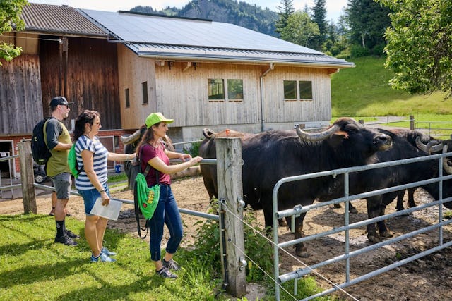Erlebe die sanften Wasserbüffel hautnah: Auf dem FoodTrail erfährst du Spannendes über die Tiere und ihre Milch.
