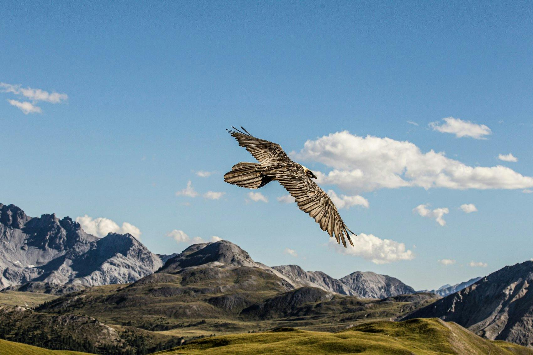 De retour dans les Alpes, le gypaète plane à nouveau dans le ciel.