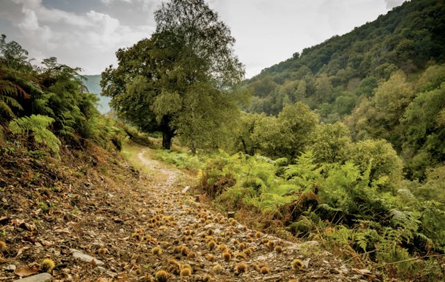 Ce circuit conduit les amateurs de vélo au travers des couleurs du haut Malcantone. Il part du village de Magliaso, tout proche de Lugano. Il parcourt ensuite des prés, traverse des châtaigneraies et des forêts de bouleaux. Entre Arosio et Breno, les panneaux didactiques du sentier thématique du châtaignier «Sentiero del Castagno» informent sur la châtaigneraie, le traitement de ce bois ainsi que les châtaignes.

Pour ceux qui le souhaitent, une pause à Maglio di Aranno permet d’admirer les vestiges de constructions humaines, comme le broyeur à marteaux, ou la cascade et la beauté des environs. L’itinéraire suit le sentier thématique des merveilles «Sentiero delle Meraviglie» jusqu’à Ponte di Vello (Breno). Tu y découvriras, chemin faisant, de nombreuses autres traces du passé laborieux de cette région, comme des mines, des fours ou encore des murs anciens.