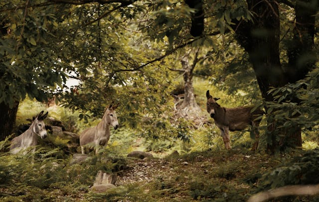 Malcantone est la région la plus typique du Sottoceneri. Nichée entre lacs et rivières d’un bleu profond et hautes montagnes, elle combine émotions et histoire. À découvrir lors d’une visite à la mine d’or de Sessa. De là, le sentier longe des forêts parées de couleurs automnales pour rejoindre le pittoresque Novaggio et le «Sentiero delle meraviglie» – le sentier des merveilles. Plonger dans l’histoire: moulins, châteaux forts, mines et visite de l’exceptionnelle forge à marteau-pilon.