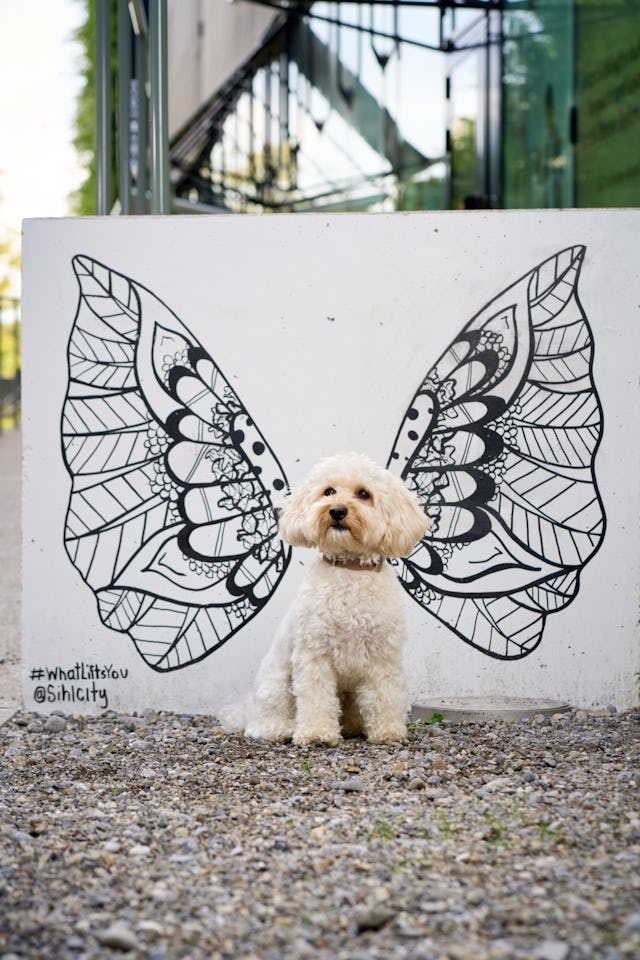 Auch Vierbeiner dürfen im Rahmen der #whatliftsyou -Kampagne abheben.