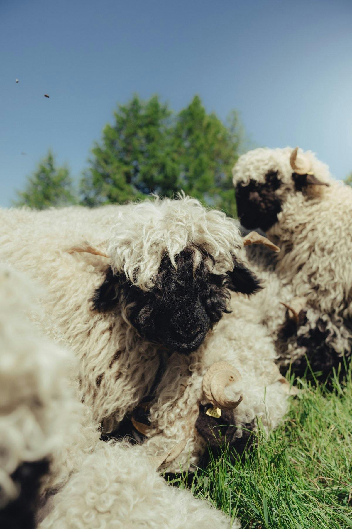 T’es-tu déjà demandé ce que signifiait le mouton qui figure sur les bières? Derrière le slogan «La bière avec le mouton» se cache en effet quelque chose de particulier: les célèbres moutons au nez noir originaires du Haut-Valais.