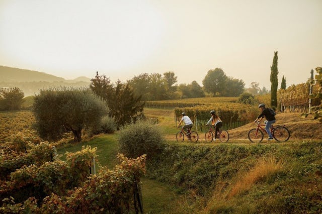 Le circuit Bike & Wine traverse des vignes entretenues avec soin, avec des dégustations de nobles nectars du Tessin dans les domaines viticoles alento...