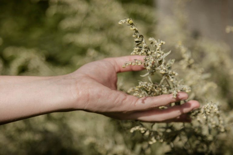 Der Wermut (Artemisia absinthium) ist eine bewährte Heilpflanze und Grundlage für Absinth.