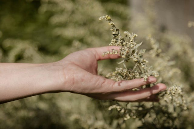 Artemisia absinthium est une plante médicinale à l’efficacité reconnue et l’ingrédient premier dans la fabrication de l'absinthe.