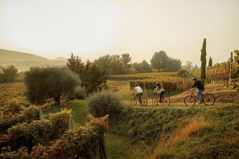 Auf einer Bike & Wine Tour durchquert man gepflegte Rebberge und probiert die edlen Tessiner Tropfen im nächsten Weingut.