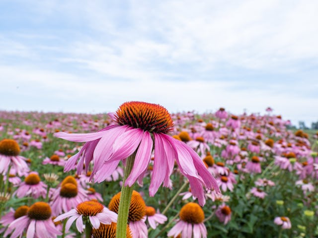Die Power steckt sowohl im frischen blühenden Kraut wie auch in den Wurzeln des Roten Sonnenhuts (Echinacea purpurea)