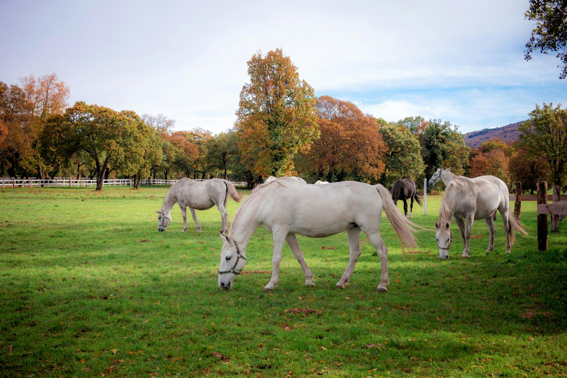 Auch die Lipizzaner in der Nähe von Lipica sind einen Besuch wert.