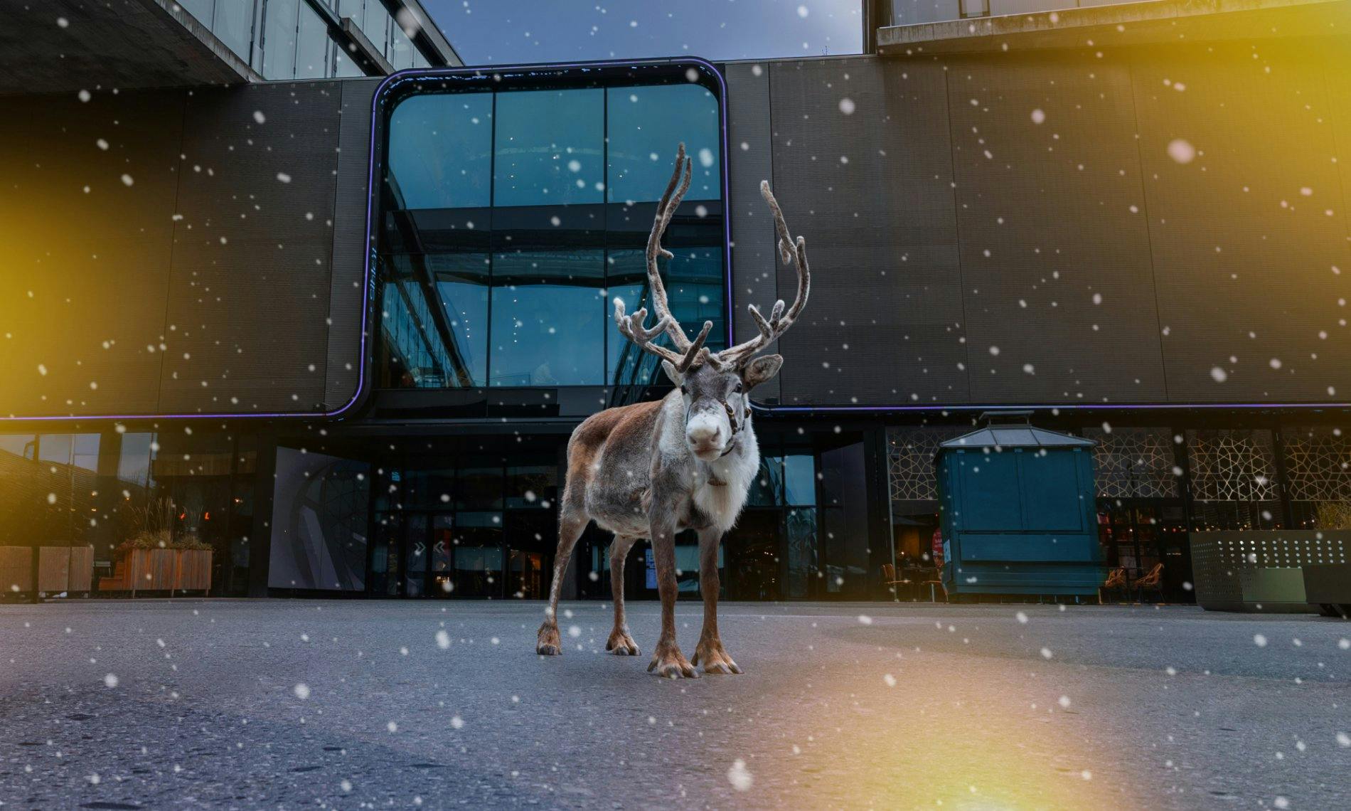 Halte Ausschau nach dem Rentier und gewinne tolle Preise!