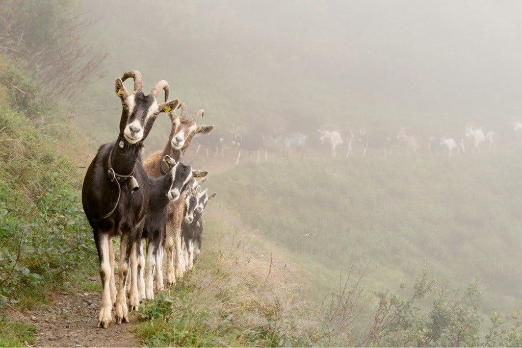 Die Mitgliedschaft im Bergsolawi ist auch an Mitarbeit geknüpft, zum Beispiel Ziegen hüten auf der Alp Glivers.