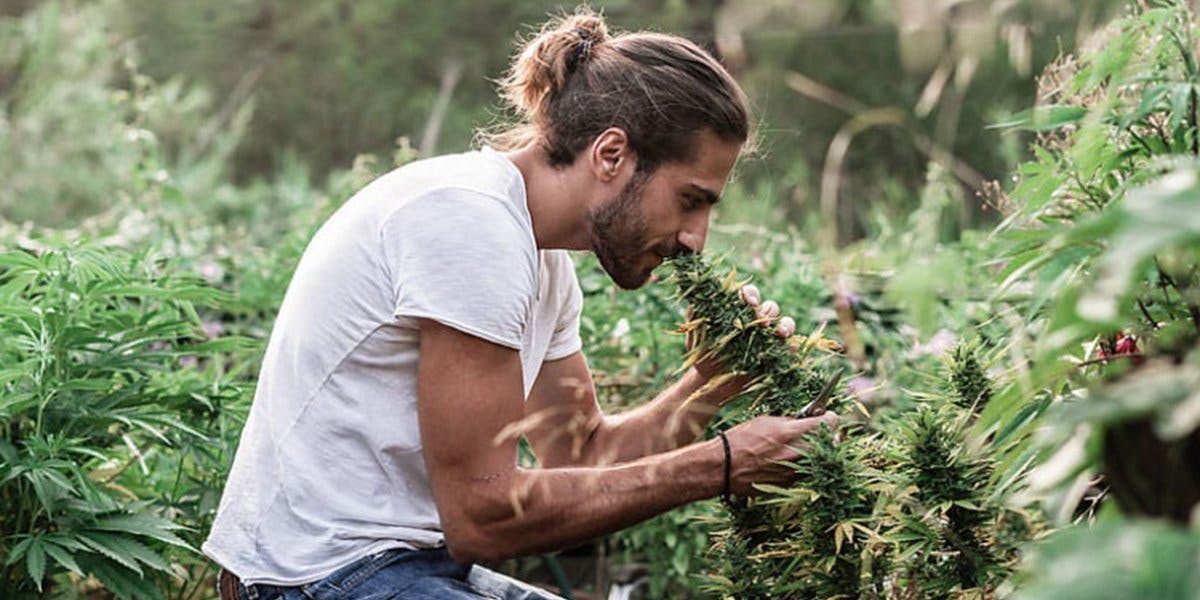 100 Prozent natürlich: Mit der vollen Kraft  der ganzen Pflanze