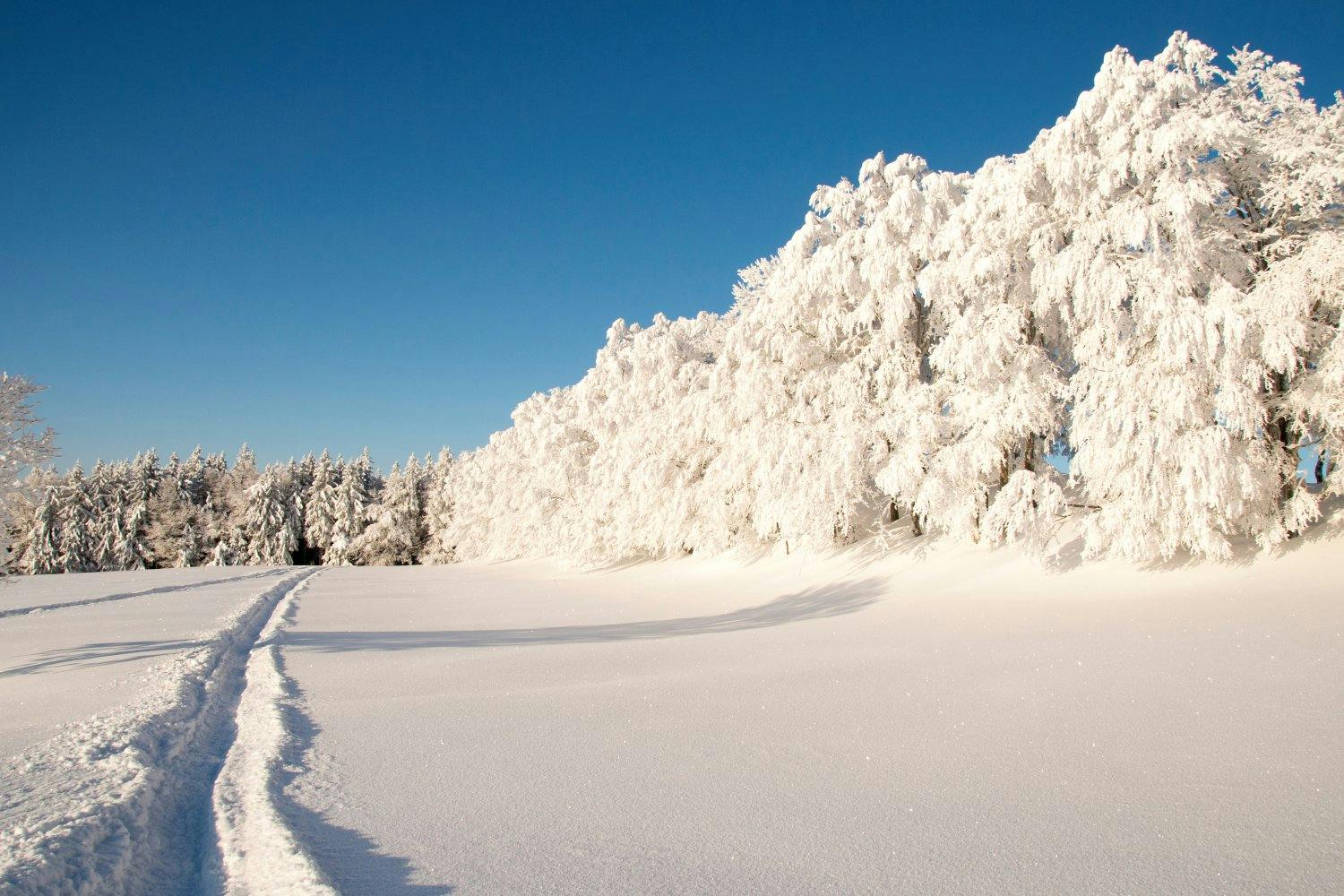 Winterwandern auf dem Weissenstein – verschneite Wälder und traumhafte Aussicht auf die Alpen geniessen.