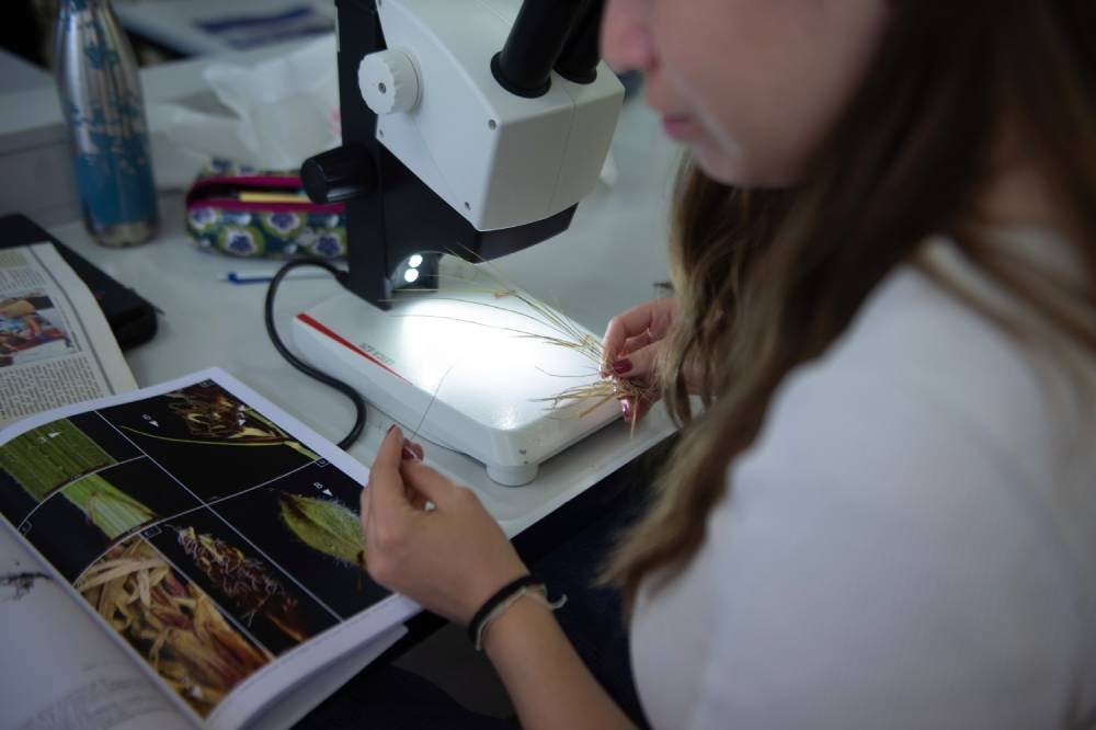 Gestion de la nature – Cours de détermination des espèces sur le campus de Lullier.