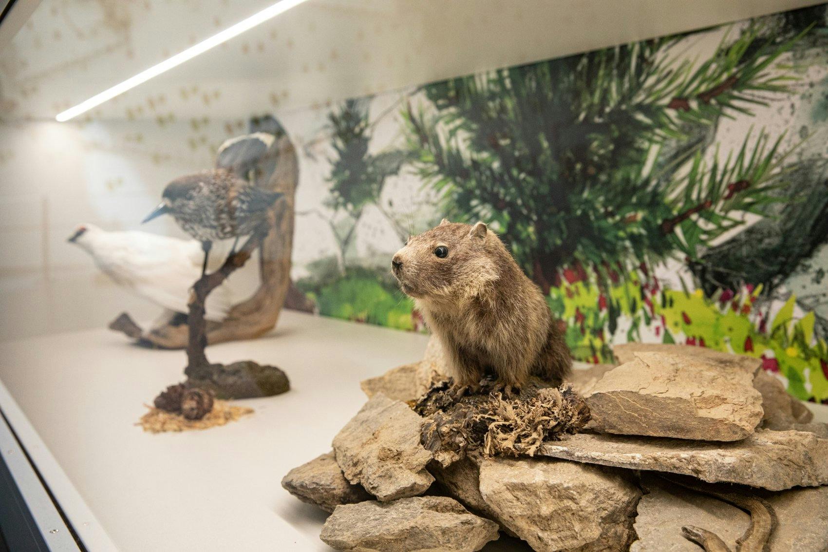 Die Alpenfauna ist im World Nature Forum in Naters lebendig und greifbar.