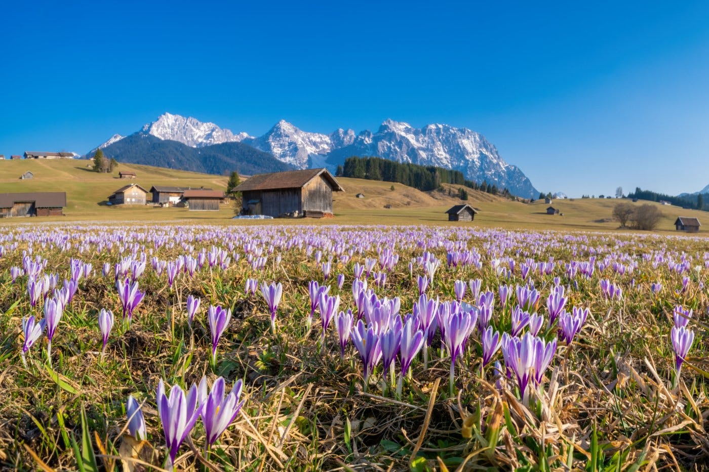 In den Bergen ist das Frühlingserwachen besonders schön: Krokus- und Enzianblüten verwandeln die Alpenwelt Karwendel im Süden Deutschlands in eine zau...