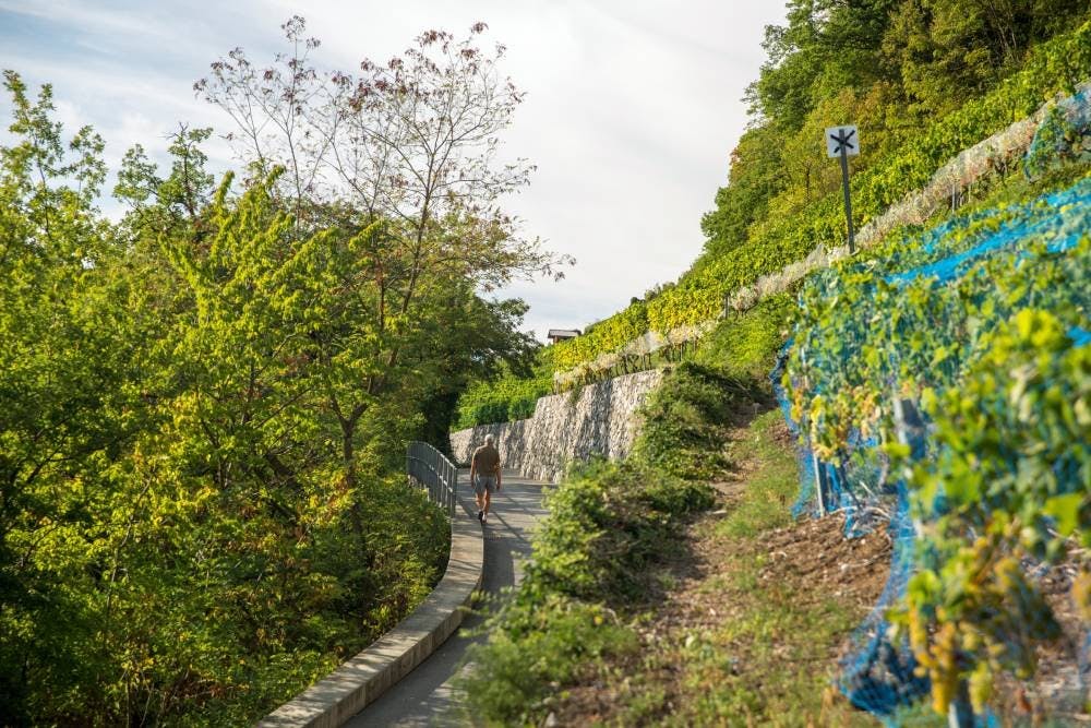 De toutes les appellations du Chablais, Bex est celle qui profite le plus des bienfaits du foehn. Ce vent du sud sec et chaud donne aux vins des conce...