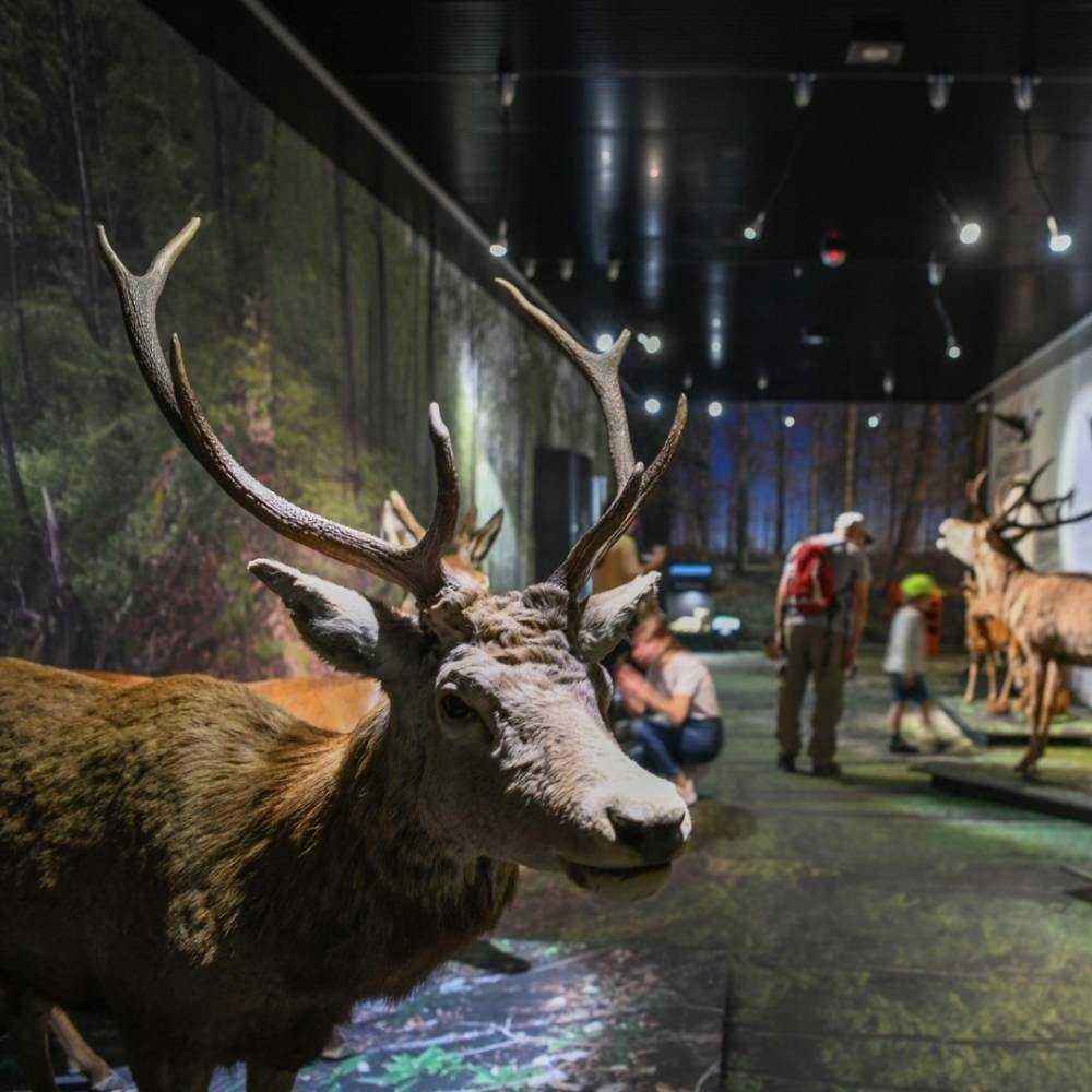 Pour finir la journée sur une note culturelle, cap sur le Musée d’art, le Musée d’histoire et le Musée de la nature, nichés entre Valère et Tourbillon...