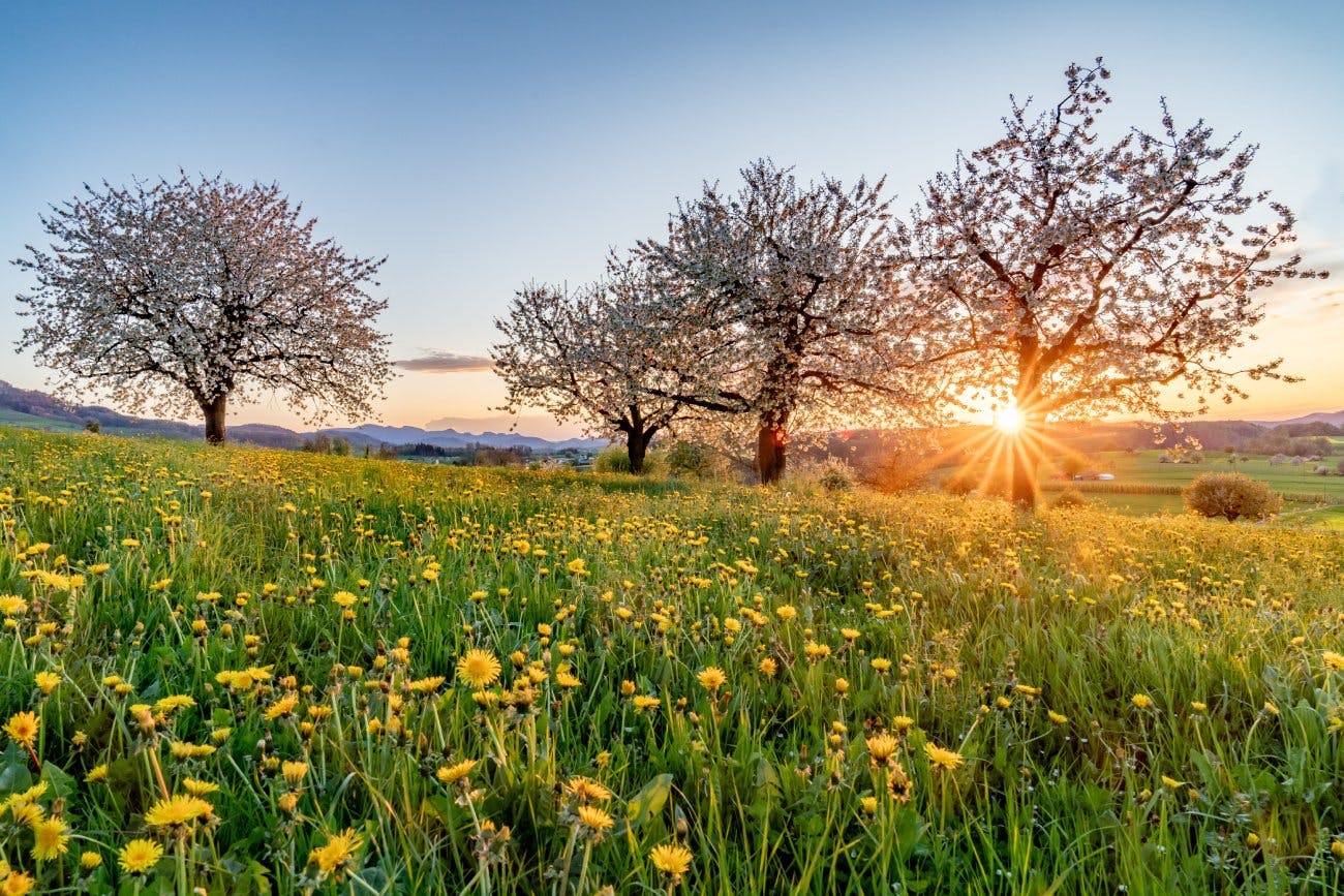 Tipp: Während der Kirschblüte im Frühling lohnt sich die vierminütige Weiterfahrt von Gelterkinden nach Sissach, wo dich das «Läufelfingerli» (S9) in...
