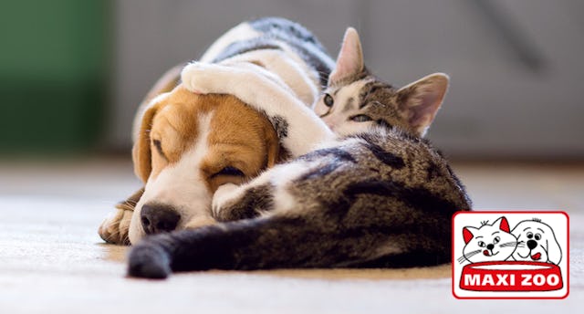 Chez Maxizoo, tu trouveras tout pour ton animal préféré.