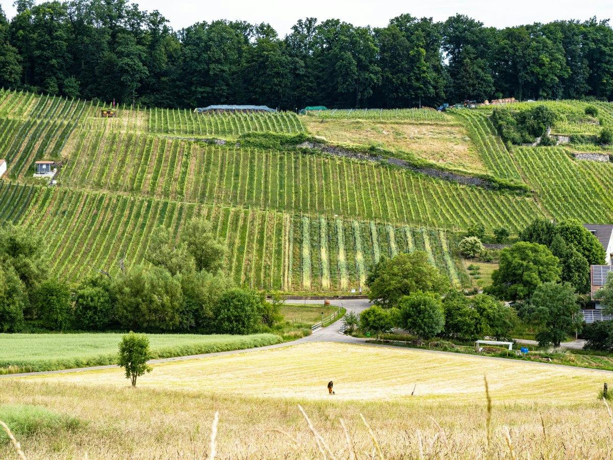 Wenn es dich eher in die Natur zieht, lohnt sich die 3-minütige Weiterfahrt nach Aesch BL. Vom Bahnhof erreichst du eines der bekanntesten Weinanbauge...