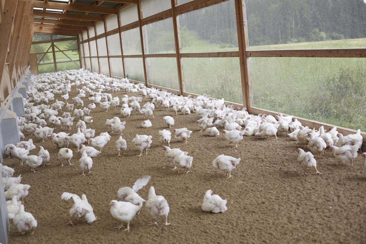 L’humidité idéale de l’air dans un poulailler est comprise entre 50 et 70%.