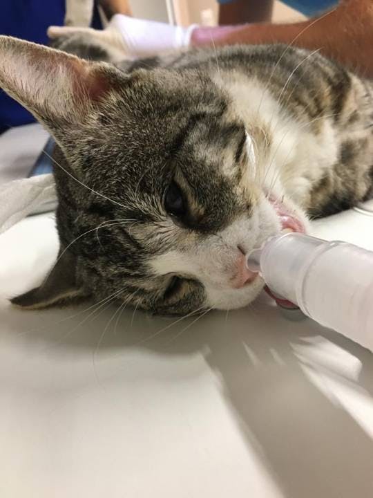 Mitten in der Nacht wurde Fighter in die Klinik gebracht und vom Tierarzt operiert.