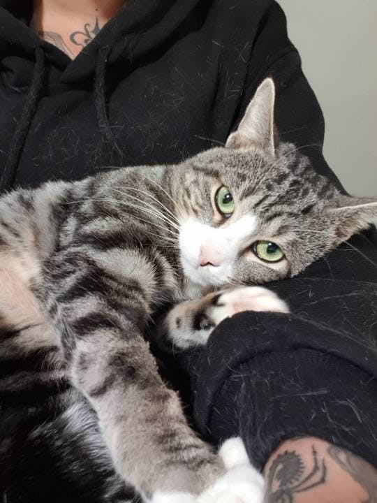 Wenige Tage nach der Operation konnte er bereits ins Tierheim an der Birs verlegt werden.