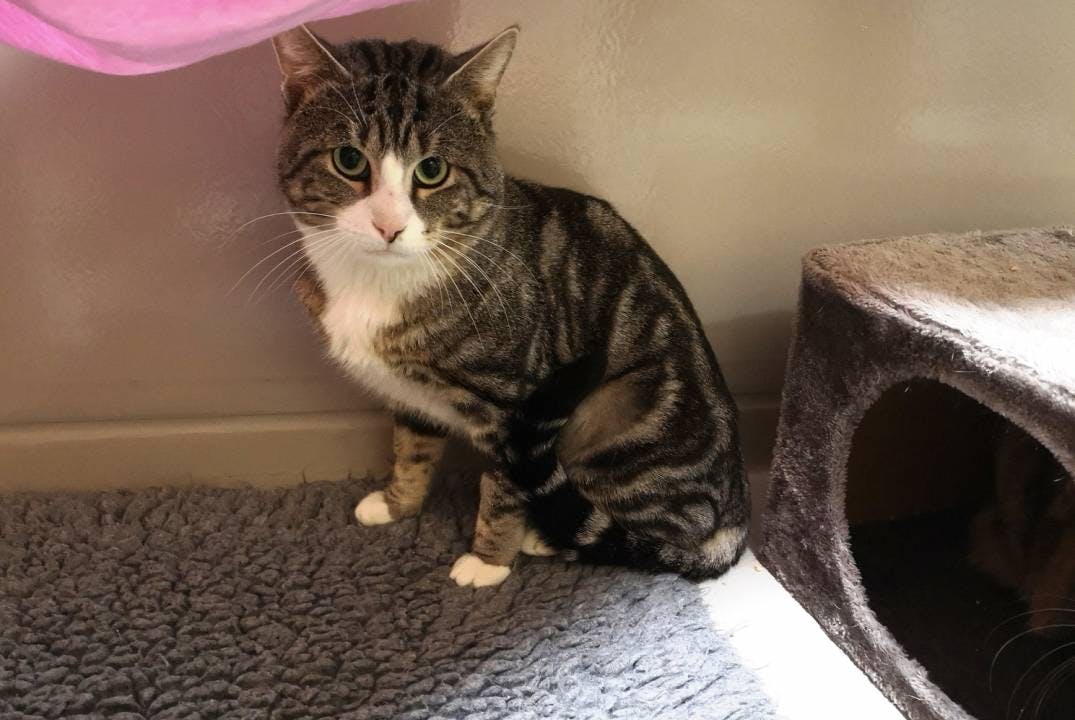 Er hat sich aber gut eingelebt und konnte sich vollständig erholen.