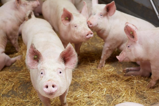 Avec 85,2%, la Suisse produit elle-même une part très élevée d'aliments pour animaux. Avec 85,2%, la Suisse produit elle-même une part très élevée d'aliments pour animaux.