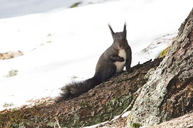 Sur le chemin des écureuils, tu peux t’approcher au plus près des rongeurs. Sur le chemin des écureuils, tu peux t’approcher au plus près des rongeurs.