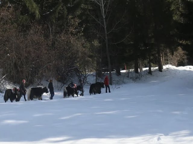 Une rencontre inédite: une randonnée avec un yack. Une rencontre inédite: une randonnée avec un yack.