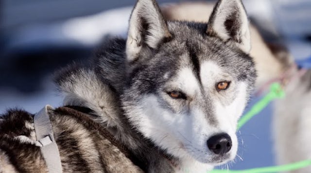 Dans le Franches-Montagnes, tu peux te laisser tracter par une meute de Huskys dans la neige. Dans le Franches-Montagnes, tu peux te laisser tracter par une meute de Huskys dans la neige.